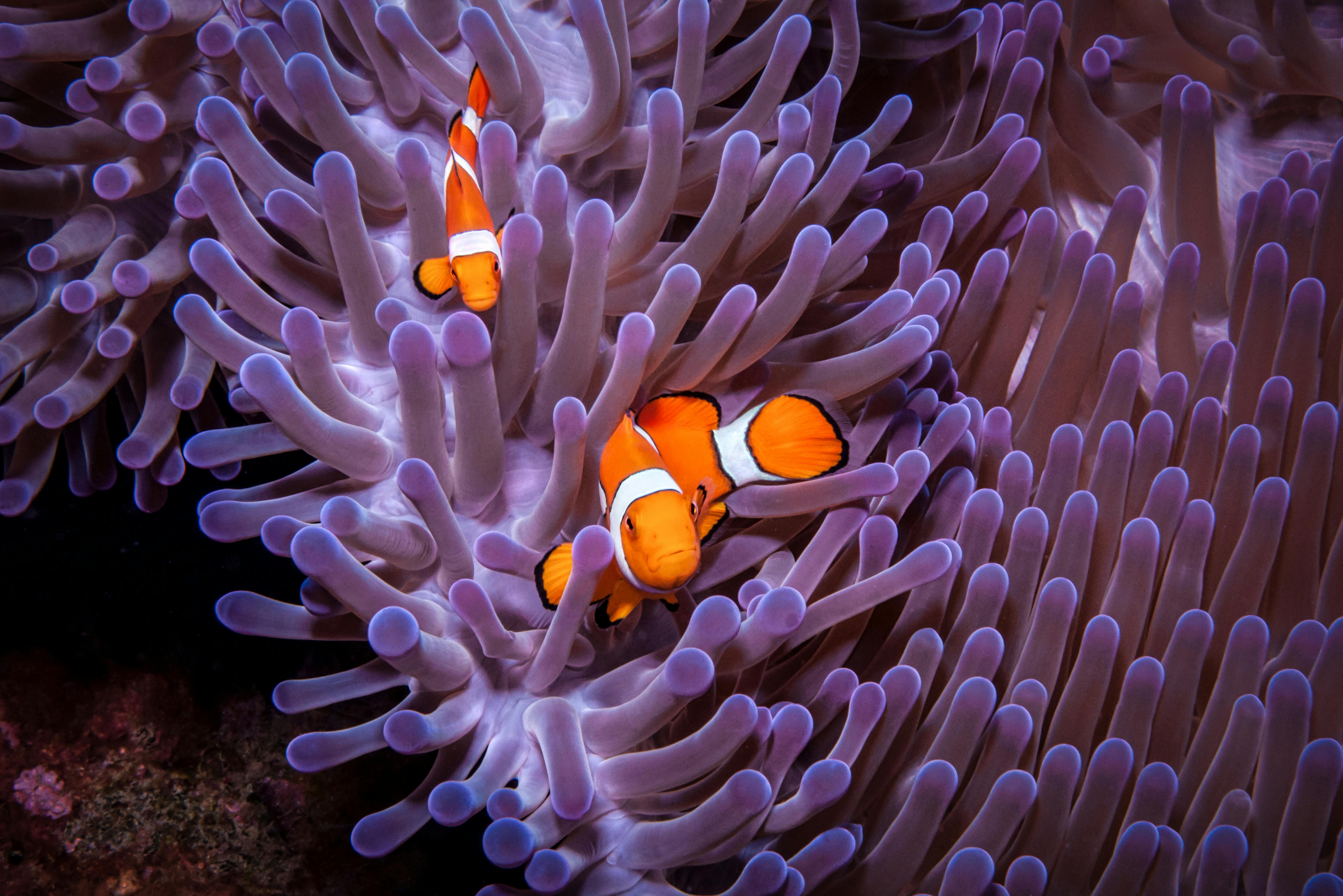poisson clown